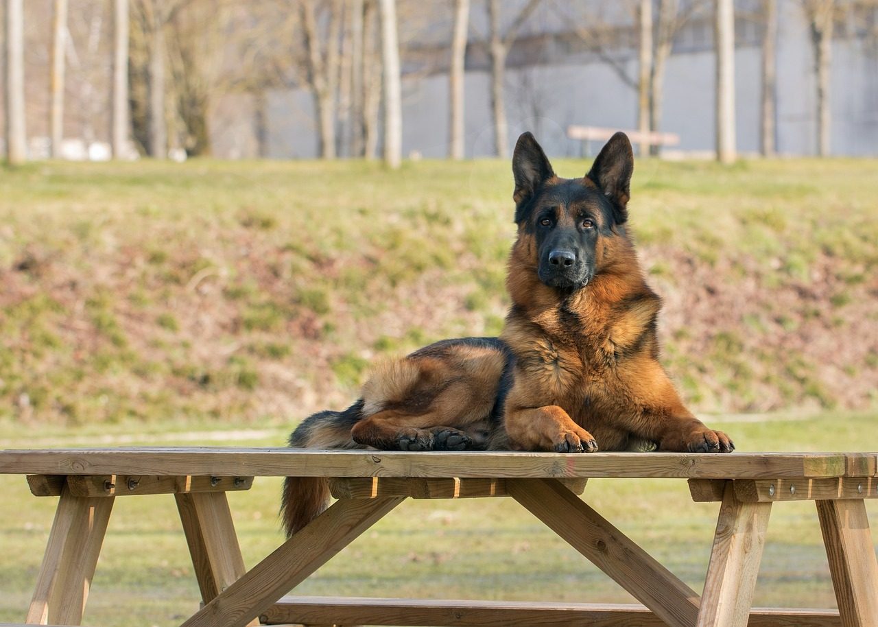 dog, outside, canine, mammal, nature, pet, animal, table, german shepherd