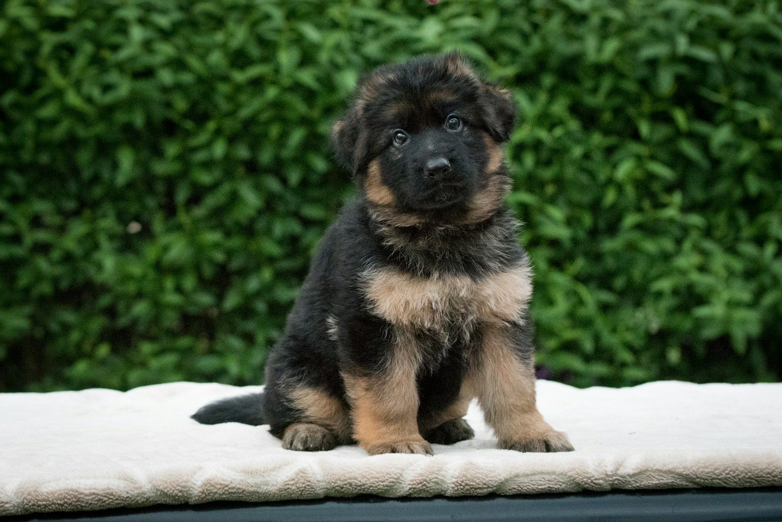a puppy sitting on a ledge